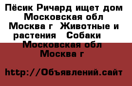 Пёсик Ричард ищет дом - Московская обл., Москва г. Животные и растения » Собаки   . Московская обл.,Москва г.